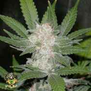 Reeferman Seeds Fire OG Kush